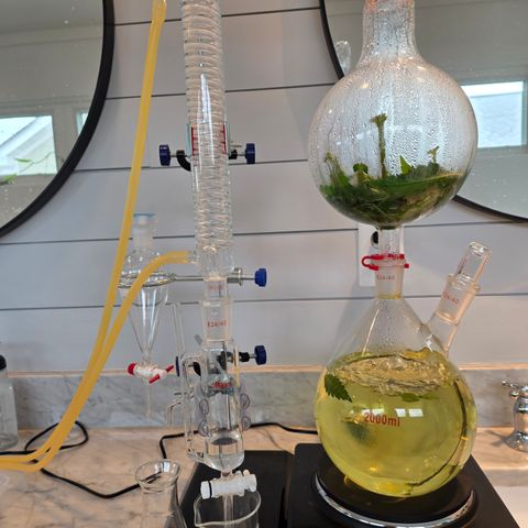GMO Garlic Cookies - Hygieia growlog photo: Cannabis leaf hydrosol with my distillation rig