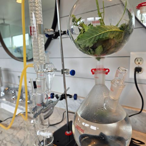 GMO Garlic Cookies - Hygieia growlog photo: Cannabis leaf hydrosol with my distillation rig