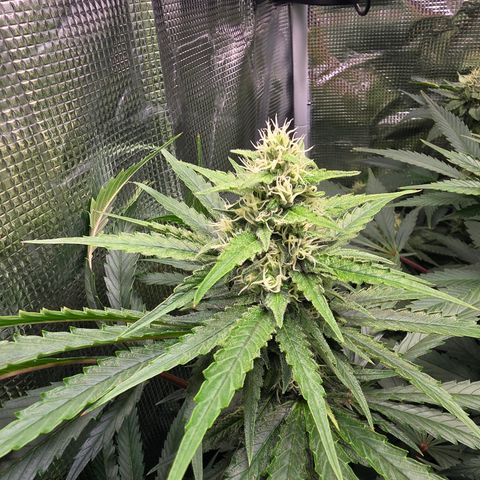 GMO Garlic Cookies - Hygieia growlog photo: Girls are looking great in week five of flower 