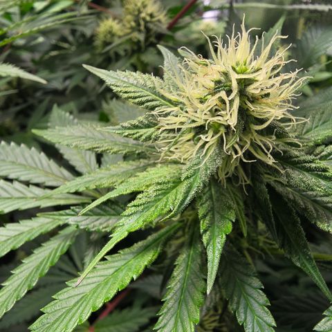 GMO Garlic Cookies - Hygieia growlog photo: Girls are looking great in week five of flower 