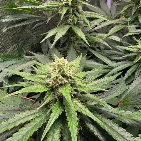 GMO Garlic Cookies - Hygieia growlog photo: Girls are looking great in week five of flower 