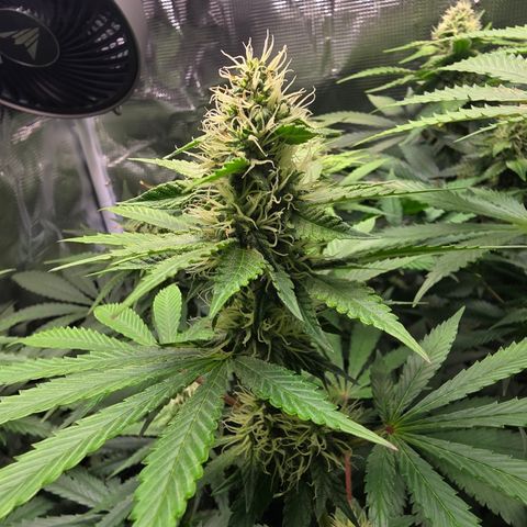 GMO Garlic Cookies - Hygieia growlog photo: Girls are looking great in week five of flower 