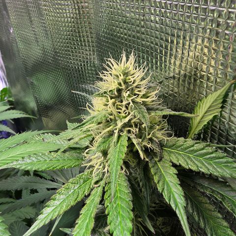 GMO Garlic Cookies - Aceso growlog timeline photo
