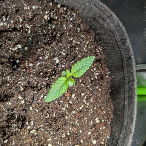 Super Lemon Haze growlog timeline photo