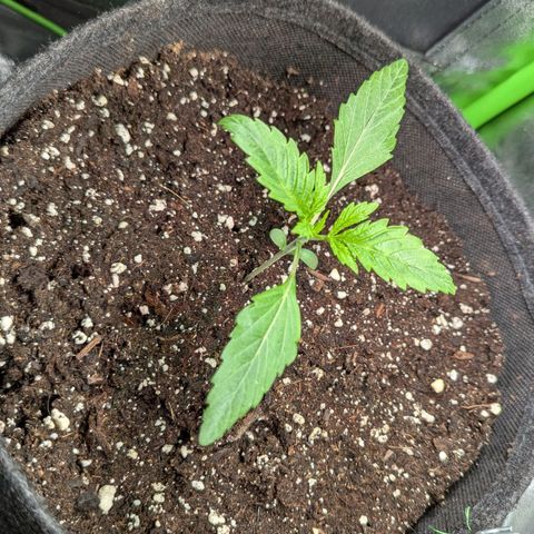 Super Lemon Haze growlog timeline photo