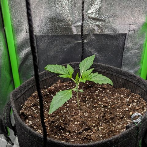Super Lemon Haze growlog timeline photo