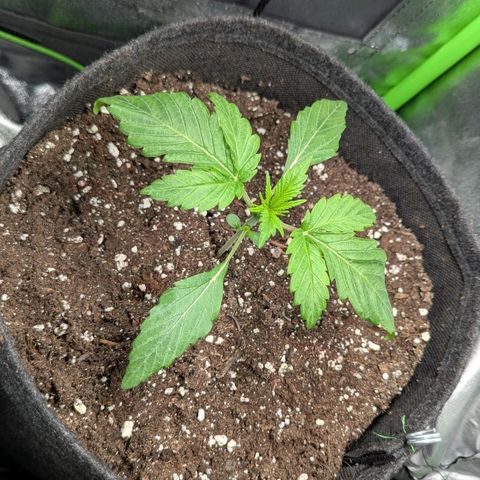 Super Lemon Haze growlog timeline photo
