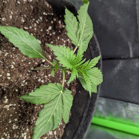 Super Lemon Haze growlog timeline photo