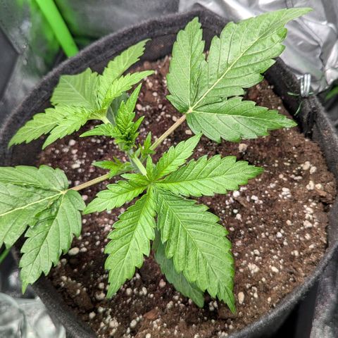 Super Lemon Haze growlog timeline photo