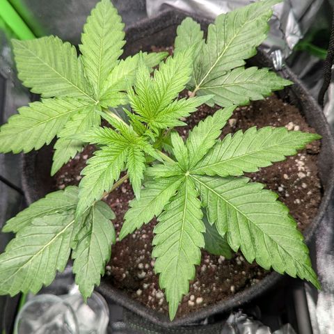 Super Lemon Haze growlog timeline photo