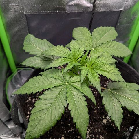 Super Lemon Haze growlog timeline photo