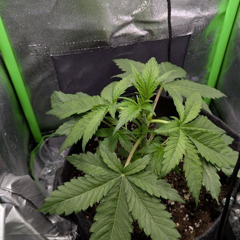 Super Lemon Haze growlog timeline photo