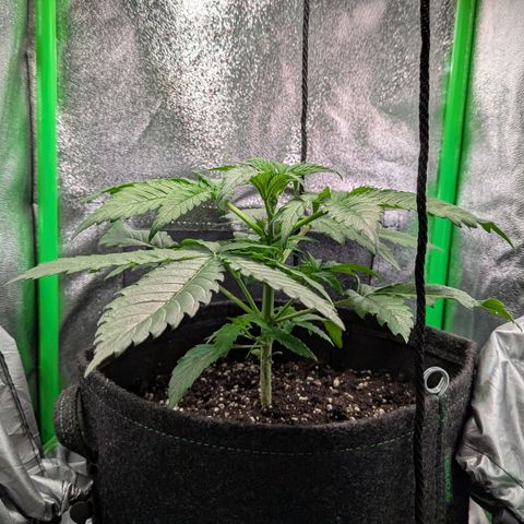 Super Lemon Haze growlog timeline photo
