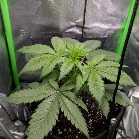 Super Lemon Haze growlog timeline photo