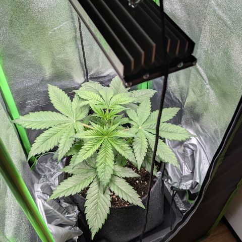 Super Lemon Haze growlog timeline photo