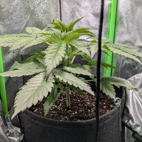 Super Lemon Haze growlog timeline photo
