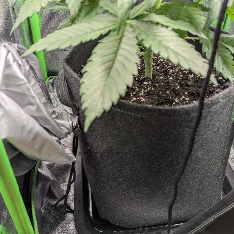 Super Lemon Haze growlog timeline photo