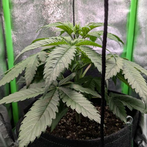 Super Lemon Haze growlog timeline photo