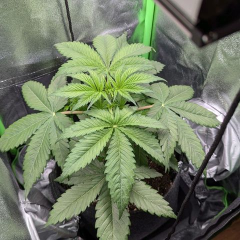 Super Lemon Haze growlog timeline photo