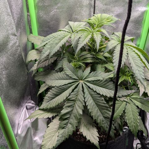 Super Lemon Haze growlog photo: Blätter hängen etwas, Spitzen weiterhin etwas verbrannt.
Topf wirkt relativ leicht, jedoch Oberfläche noch etwas feucht