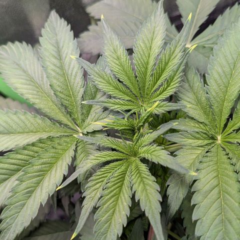 Super Lemon Haze growlog photo: Spitzen sind leicht verbrannt, sieht sonst soweit gut aus