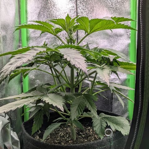 Super Lemon Haze growlog photo: Spitzen sind leicht verbrannt, sieht sonst soweit gut aus