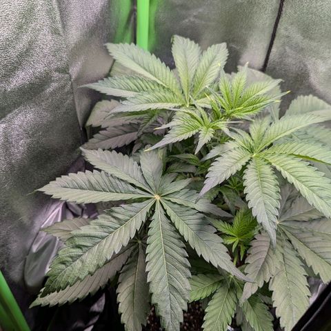 Super Lemon Haze growlog photo: Spitzen sind leicht verbrannt, sieht sonst soweit gut aus
