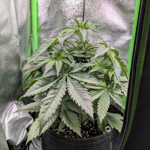 Super Lemon Haze growlog timeline photo