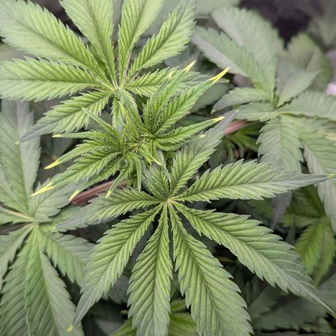 Super Lemon Haze growlog timeline photo