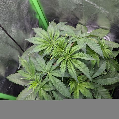 Super Lemon Haze growlog timeline photo