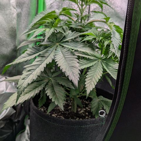 Super Lemon Haze growlog timeline photo