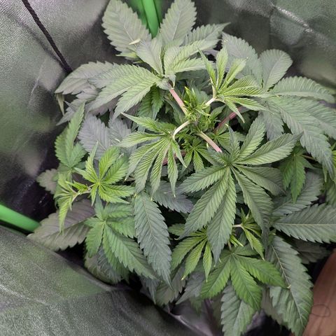 Super Lemon Haze growlog timeline photo