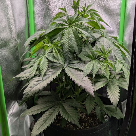 Super Lemon Haze growlog timeline photo
