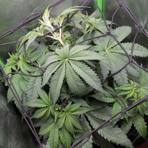 Super Lemon Haze growlog photo: Start with SCROG