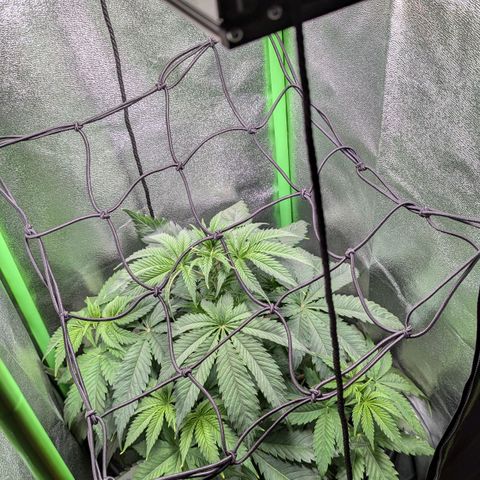 Super Lemon Haze growlog photo: Start with SCROG