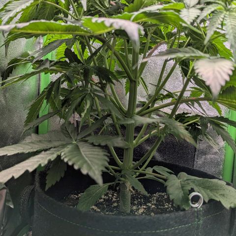 Super Lemon Haze growlog photo: Start with SCROG