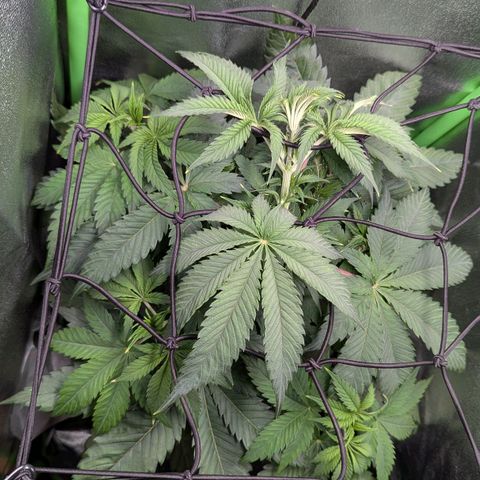 Super Lemon Haze growlog photo: Start with SCROG