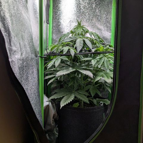 Super Lemon Haze growlog timeline photo