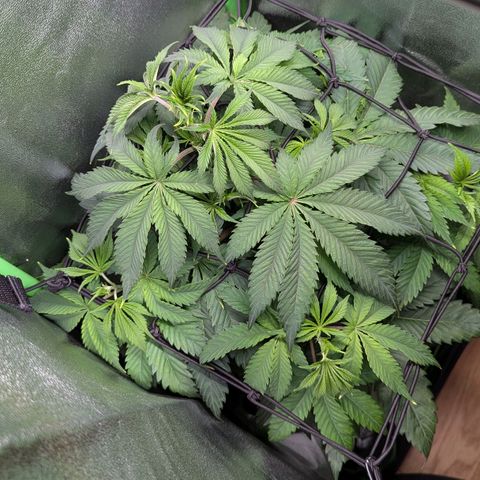 Super Lemon Haze growlog timeline photo