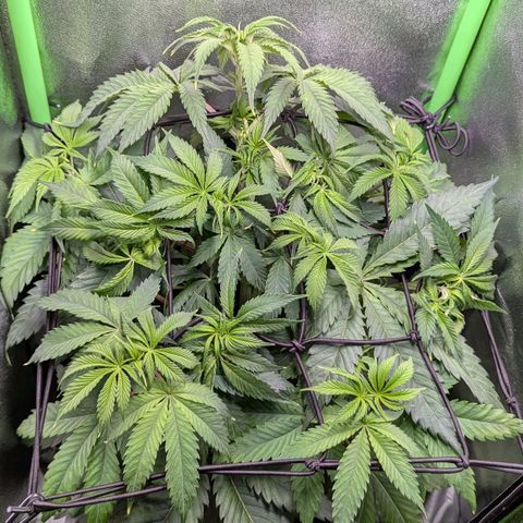 Super Lemon Haze growlog timeline photo