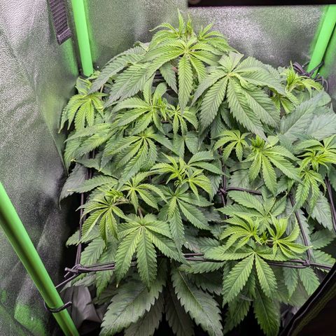 Super Lemon Haze growlog timeline photo