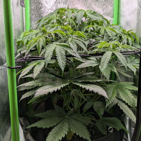 Super Lemon Haze growlog timeline photo