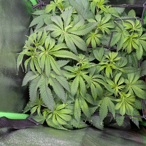 Super Lemon Haze growlog timeline photo