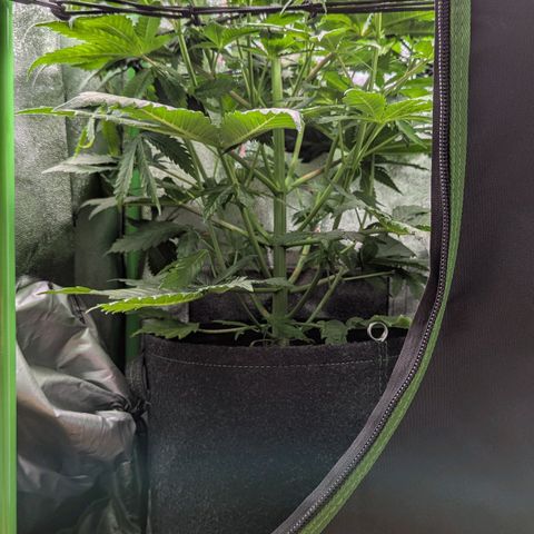 Super Lemon Haze growlog timeline photo