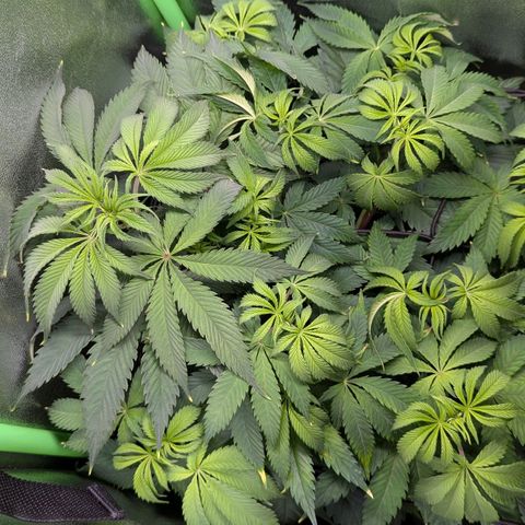 Super Lemon Haze growlog timeline photo