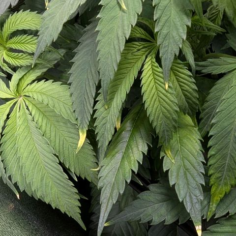 Super Lemon Haze growlog timeline photo