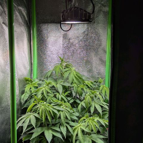 Super Lemon Haze growlog timeline photo