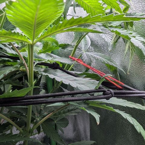 Super Lemon Haze growlog timeline photo