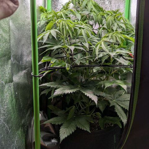 Super Lemon Haze growlog timeline photo