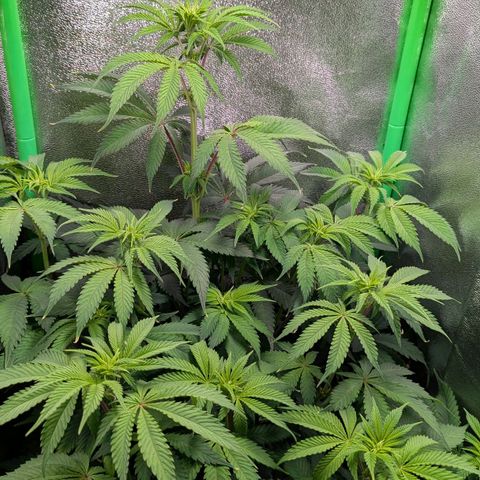 Super Lemon Haze growlog timeline photo